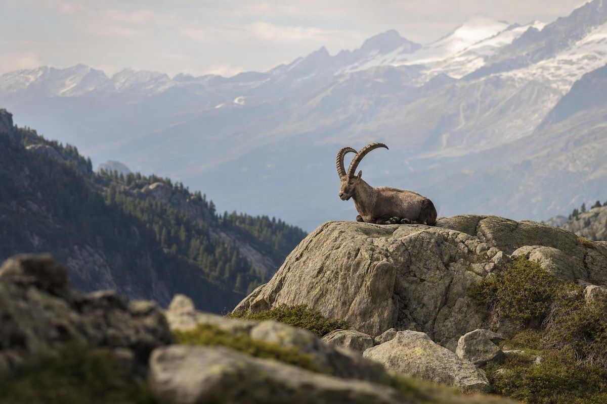Steinbock liegt gelassen auf einem Felsvorsprung, im Hintergrund Bergpanorama