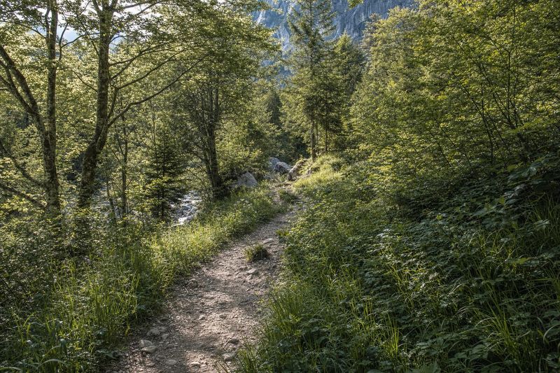 Zecken beim Wandern: Risiko, Schutz und richtiges Entfernen