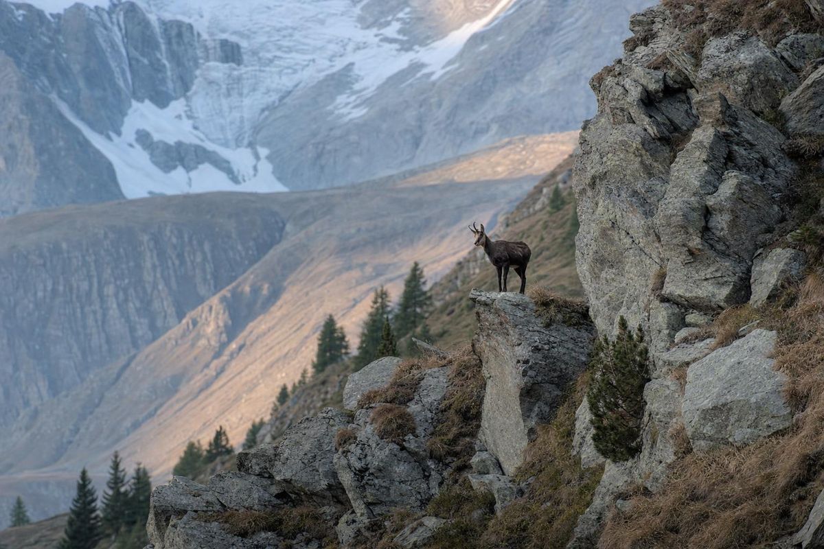 Gämse steht auf einem Felsband und beobachtet aufmerksam, alpines Gelände im Hintergrund