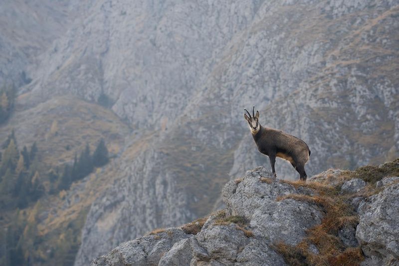 Wildtiere am Berg: was harmlos ist und was Abstand braucht