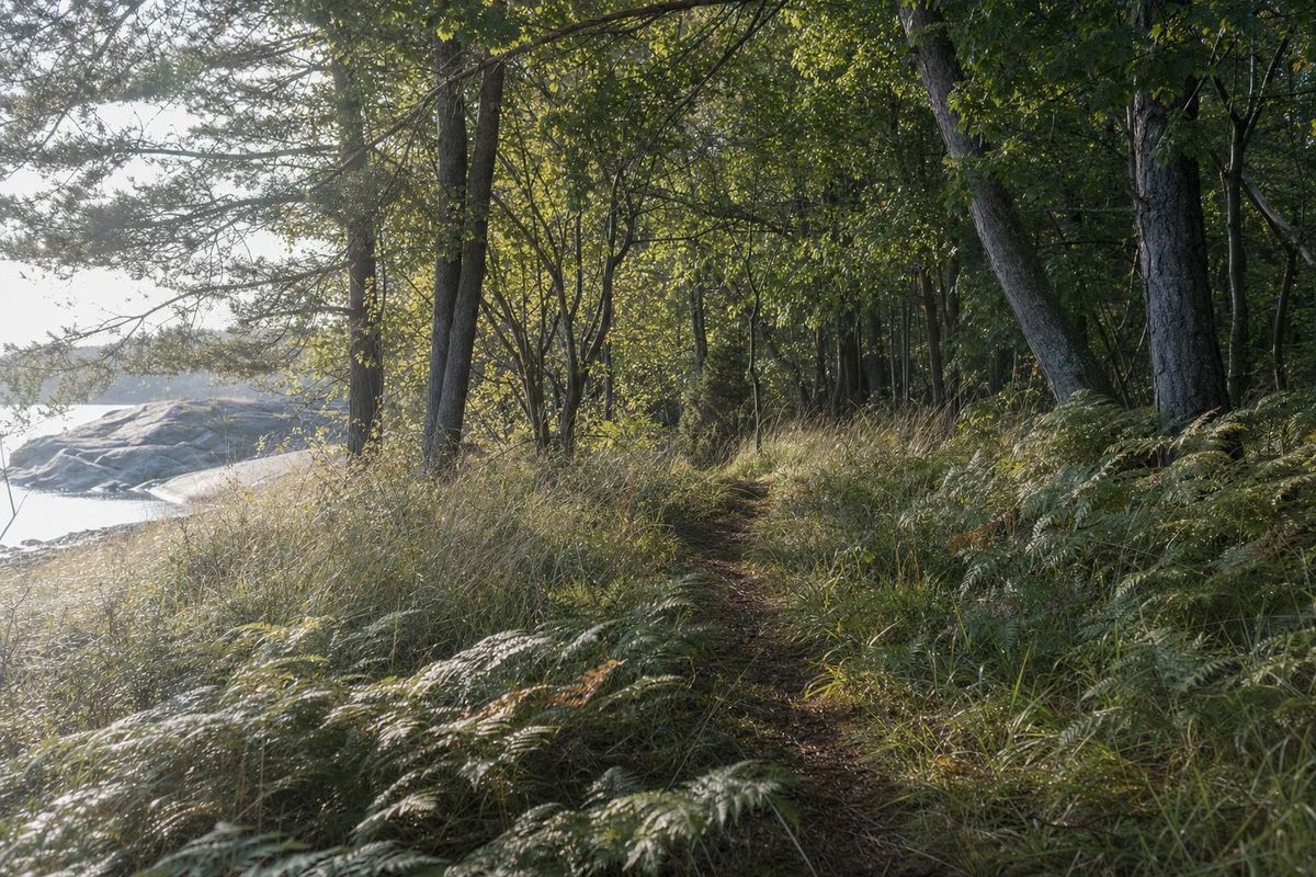 Sonnendurchfluteter Waldweg mit hohem Gras am Rand, typisches Zeckenhabitat