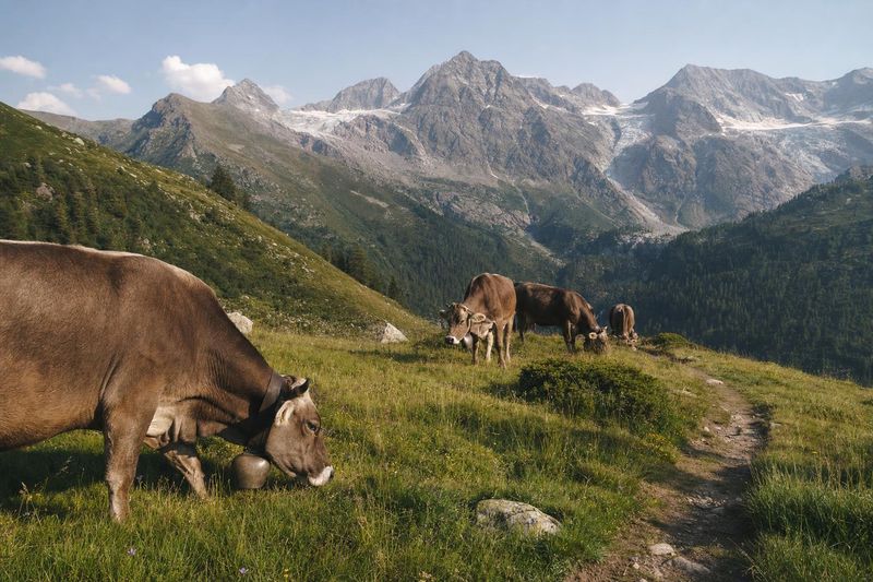 Kühe, Mutterkühe, Herdenschutzhunde: richtig verhalten auf der Alm